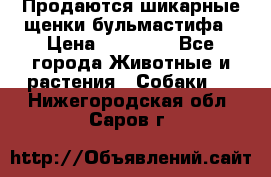 Продаются шикарные щенки бульмастифа › Цена ­ 45 000 - Все города Животные и растения » Собаки   . Нижегородская обл.,Саров г.